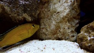 Yellow Lab Labidochromis Caeruleus Malawi mbuna cichlid 4k