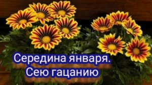 Январь. Сею гацанию