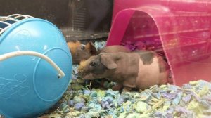 Skinny pigs at the local pet store • 4K Ultra HD