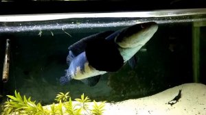 Channa marulioides (Emperor snakehead) feeding in slowmotion
