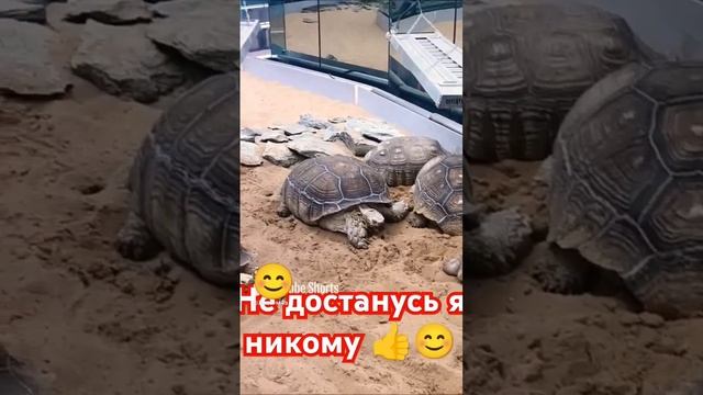 не достанусь я никому 🤣