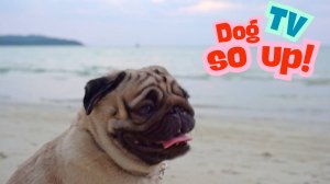 Track 01 собаки на Dog so Up! TV