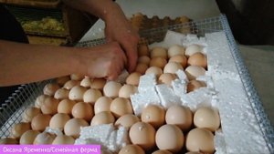 Инкубация голошейки/15-ый день инкубации/Проводим овоскопирование/Убираем неоплод
