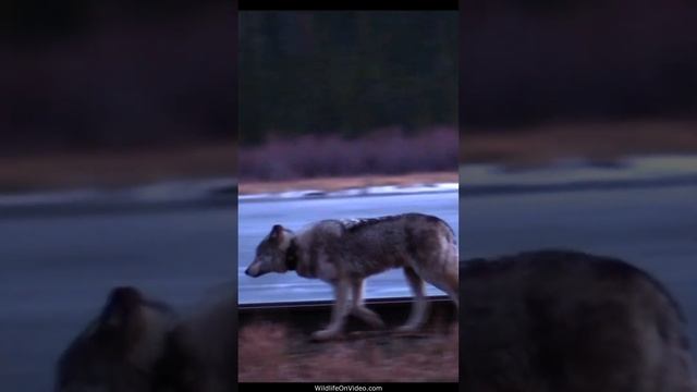 Wolf Finds Elk Carcass Hit by Train at Dark