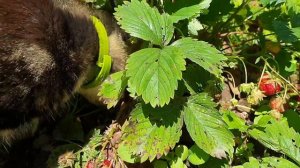 Клубничный кот. Едят ли коты клубнику?