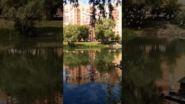 Озеро в сквере солнечная поляна #shorts #birds
