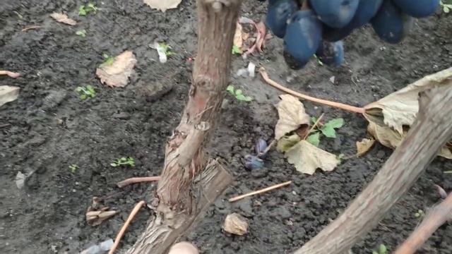 Виноград. Обрезка . Как не ошибиться... смотреть онлайн