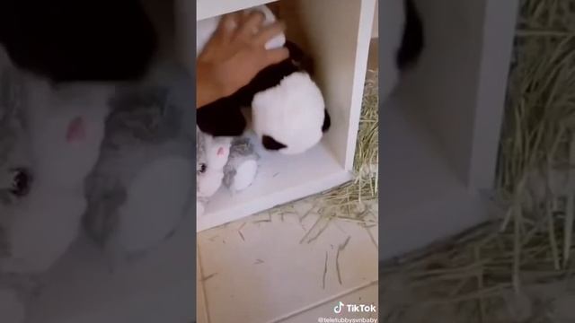 #shorts #video #видео #милота#мило#красив #кролик #клубника #мультик #мимишки #детям #детскийканал