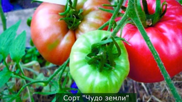 Сибсад.  Удивляем соседей. Томаты