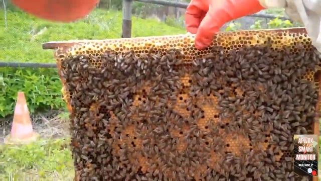 КОРОТКО О ВАЖНОМ. ПЧЕЛЫ. РОЕНИЕ - УЗНАЕМ ЗА 2 НЕДЕЛИ !!! смотреть онлайн