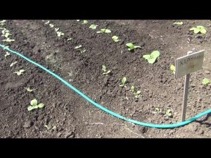 14 мая 2021, табак в огороде, полив, подкормка, прополка.