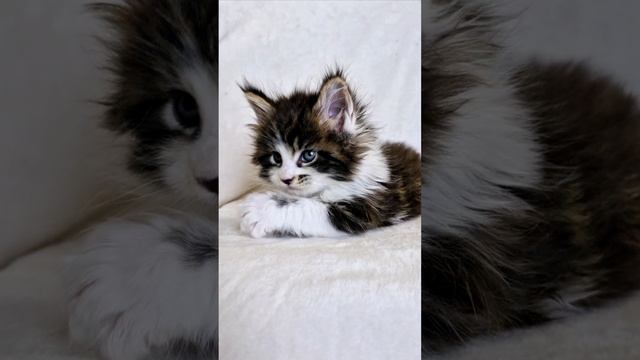 Котенок мейн кун с кистями