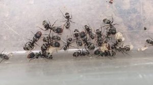 Camponotus lasiselene 1Queen and 100 worker.