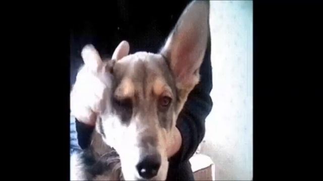 это Дик смотреть онлайн