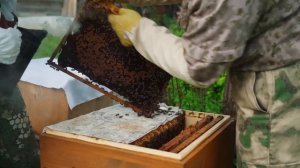 НА ЗАИМКЕ НОВЫЙ ЖИТЕЛЬ | КРАСНОЕ ЗОЛОТО ДЕРЕВЕНЬ | ТРАВЫ | ВЕНИКИ | ПЧЕЛЫ И ПОРЯДОК В ОГОРОДЕ