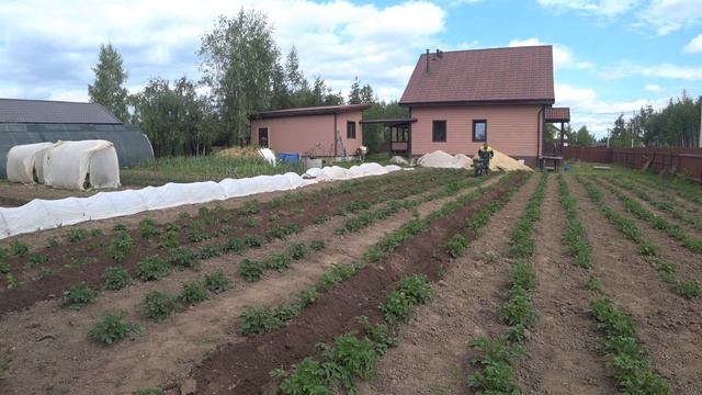 окучиваю картошку, но тяпочку далеко не убираю. смотреть онлайн