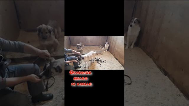 Социализация в приюте #социализациясобак #воспитаниесобак #консультацияхозяев #коррекцияповедения