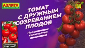 УЛЬТРАСКОРОСПЕЛЫЙ томат ПОЛНА ХАТА F1. Высокое содержание ликопина в плодах!