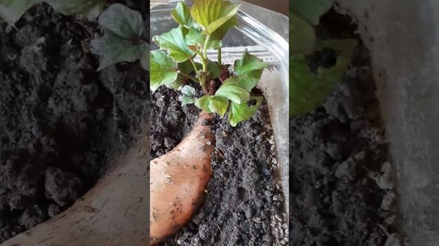 Черенки батата через три дня, после срезки. смотреть онлайн