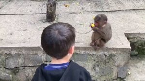 Вьетнам Муйне Далат 2018. Кормим и играем с обезьяной. Vietnam Muine Dalat