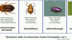 Hyönteiset, lahko kovakuoriaiset, heimo Geotrupidae, osa 2 insect sagitta navale parvula litoralis