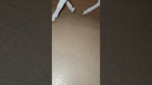 Типы лошадей шляйх.