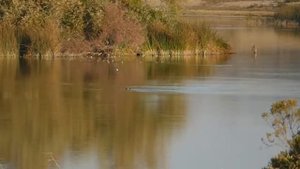 Орлы хищные птицы беги если видишь их