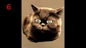 Психованные лица Кефира 15+ фаз