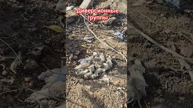 Неожиданные факты о диверсантах ВСУ. Шокирующая правда!