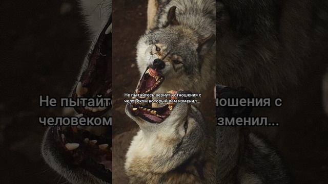 философия мудрость цитаты любовь отношения