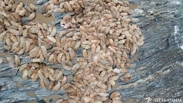 Morsa en 4K - Walrus 4K смотреть онлайн