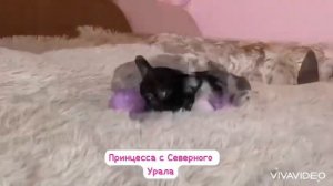 Супер мини девочка французского бульдога, 2,5 месяца ￼