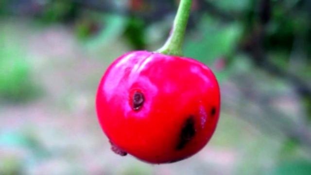 Вишня и черешня. Вишневая муха и долгоносик.