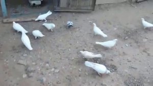 #Бакинские #Голуби Друг гоняет голубей!