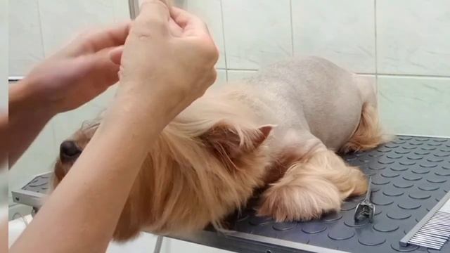 #груминг #grooming #обучениегрумингу #стрижкасобак