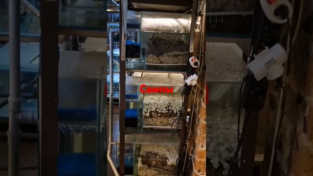 Сампы последнего поколения.