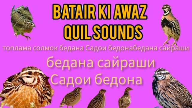 бедана Садои бедона Quail Hunting Sounds batair ki awaz  بٹیروں کی آواز