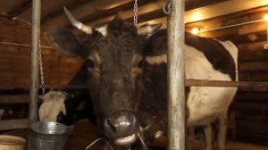 В Мысках продолжается биркование крупнорогатого скота