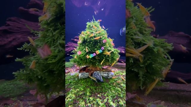 Друзья, всех с наступающим Новым годом!  Всем хорошо настроения и крепкого здоровья!  #аквариум смотреть онлайн