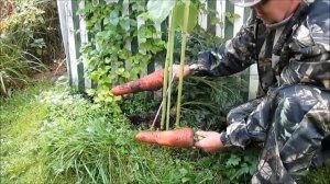 чудеса ЭЛЕКТРОГРЯДКИ