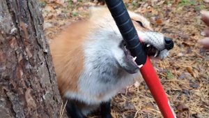 Жизнь лисы - Играем в злую лису