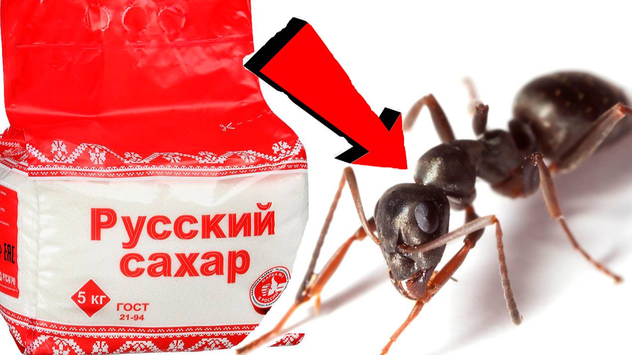 Как быстро избавиться от муравьёв За 3 Секунды!