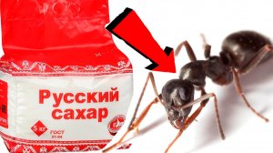 Как быстро избавиться от муравьёв За 3 Секунды!