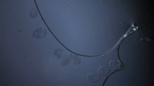 Вода под микроскопом
