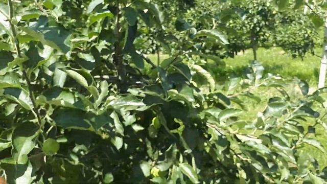 Позакореневе підживлення абрикоса. смотреть онлайн