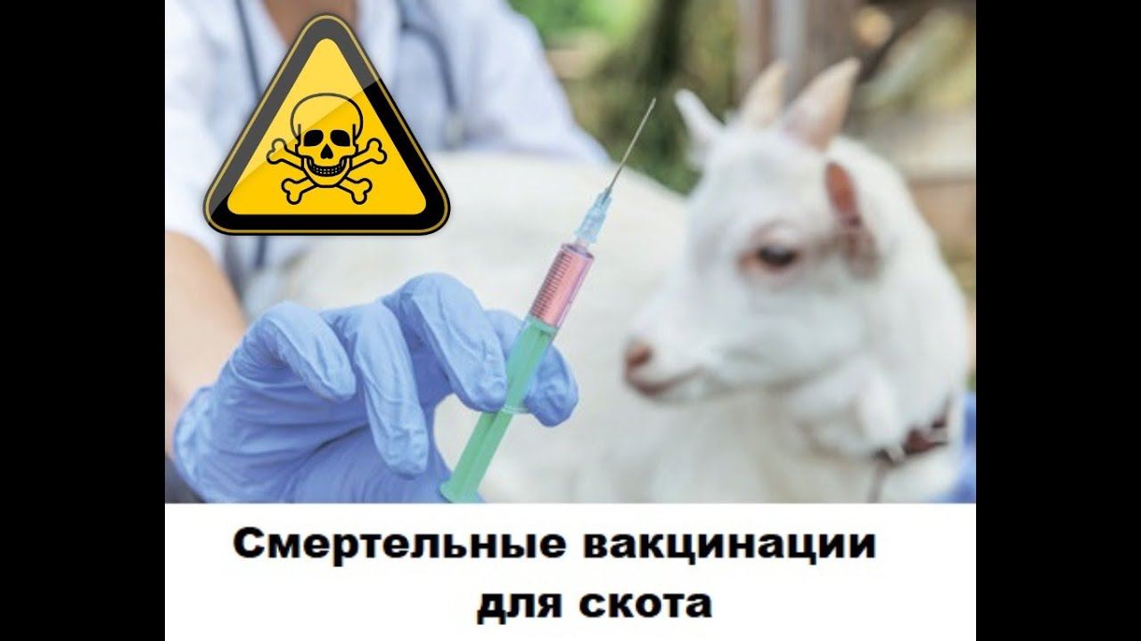 смертельные вакцинации для скота 2024 смотреть онлайн