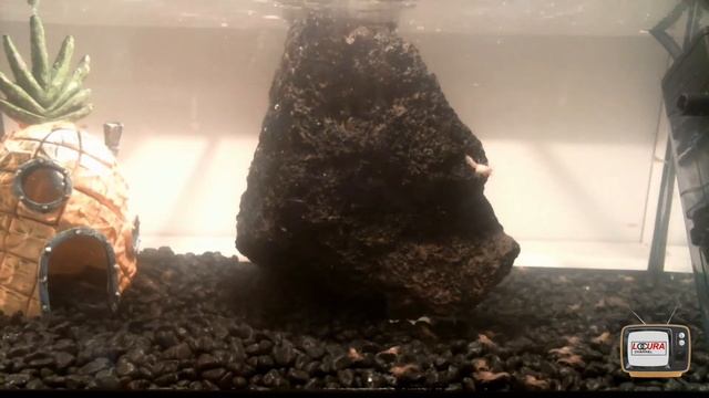 Cangrejos de rio baby - Baby crabs