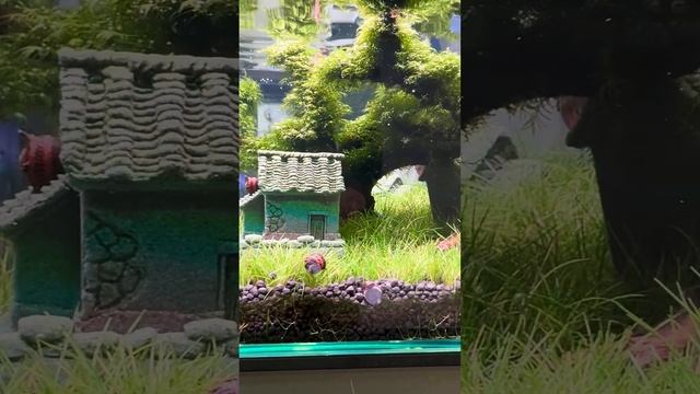 Какие декорации вы любите, а какие категорически нет❌⁉️ #аквариум #машаблюм #aquarium смотреть онлайн