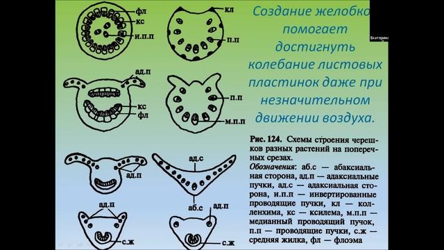 Листовые формации 1 часть. 17 урок по онлайн-кружку "Ботаника".