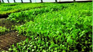 Группа смерти для надежного выращивания рассады.